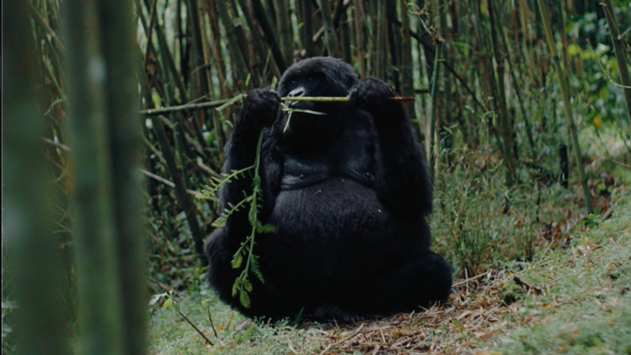 Rwanda | CNT x Wilderness